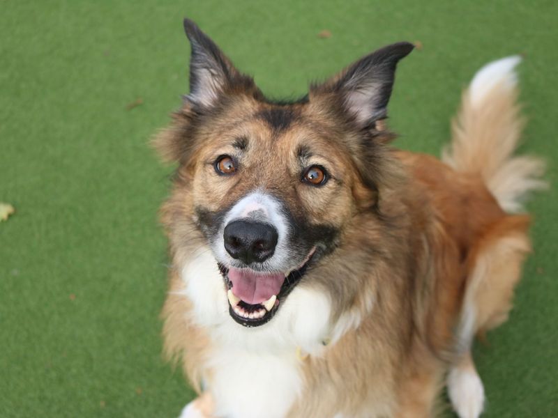 Pet Image